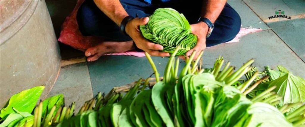 Hands holding fresh green betel leaves above a collection of harvested leaves.