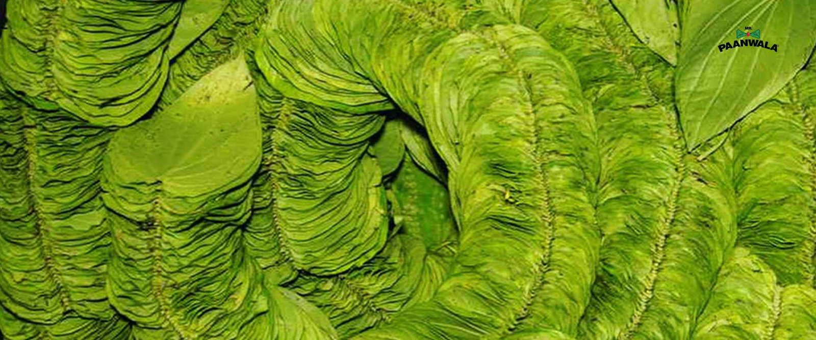 Close-up of fresh green betel leaves showcasing their vibrant colour, texture, and distinctive veins.